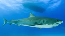 Thalassa, aventures extrêmes Bahamas, le royaume des requins