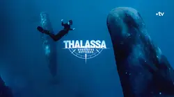 Thalassa, aventures extrêmes Bahamas, le royaume des requins