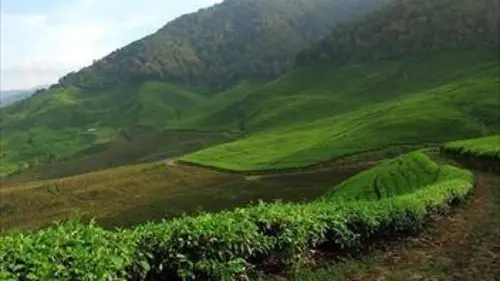 Thé, café ou chocolat