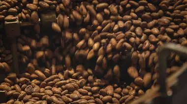 Thé, café ou chocolat, l'histoire dans nos tasses