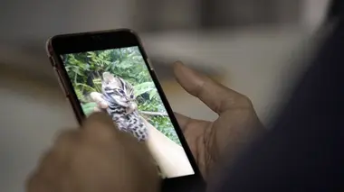 Trafic d'animaux sauvages