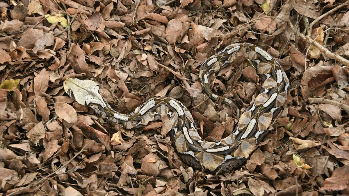 The Hidden World of Snakes L'Afrique