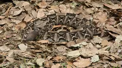 The Hidden World of Snakes