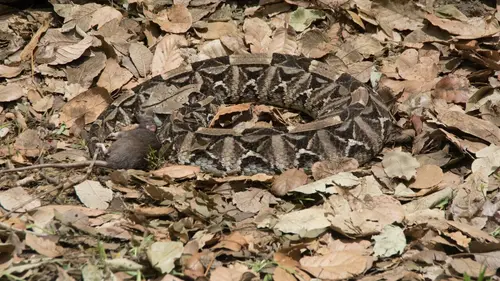 The Hidden World of Snakes