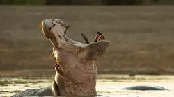 The Hippo King