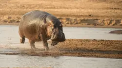 The Hippo King