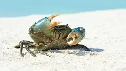 Visuel de The Island : seuls au monde