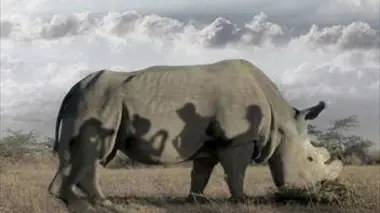 The Last Male on Earth