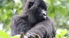 The Nature of Things S54E02 Gorilla Doctors (2013)