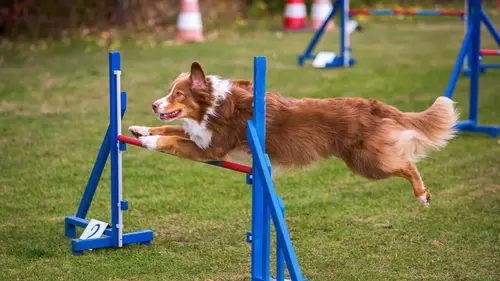 The Pet Show