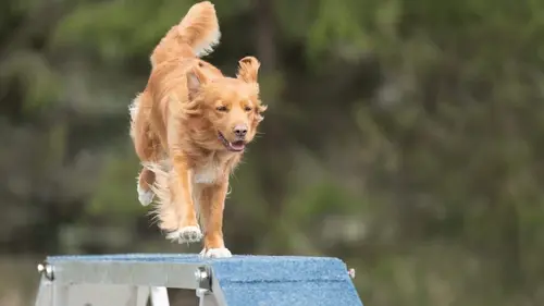 Casting The Pet Show