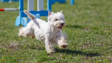 The Pet Show
