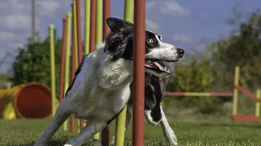 The Pet Show