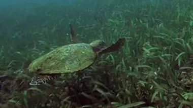 Les tortues de mer de Lamu