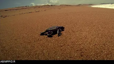 Les tortues de mer de Lamu