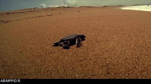 The Sea Turtles of Lamu