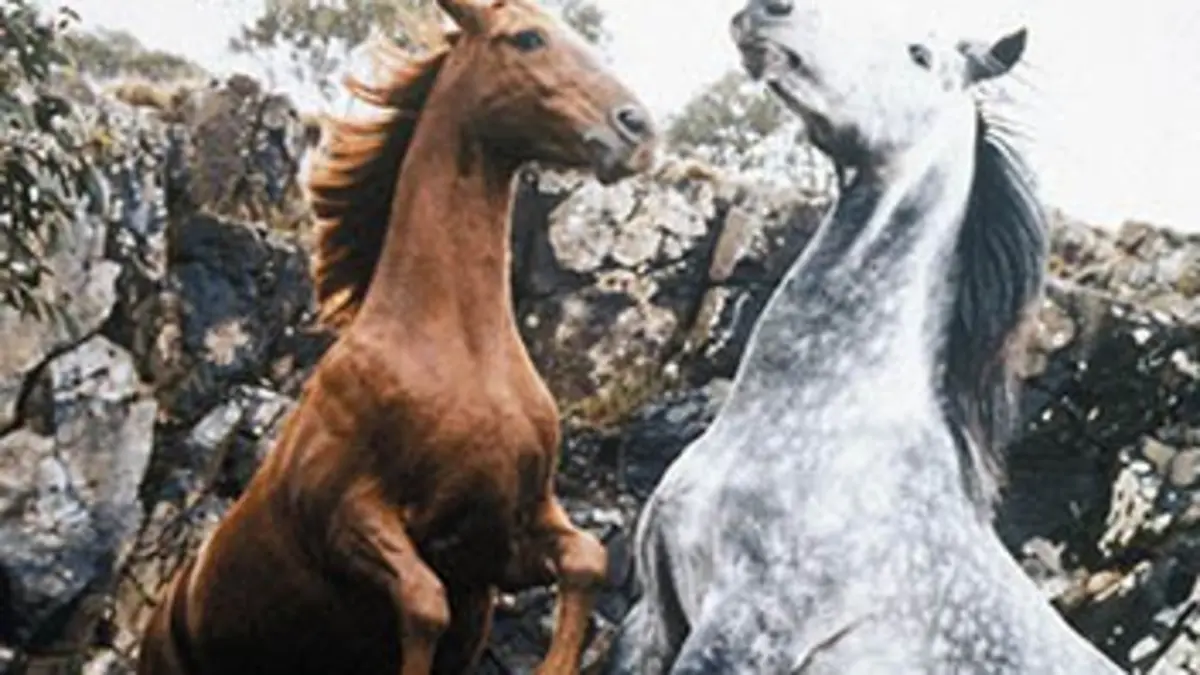 The Silver Brumby