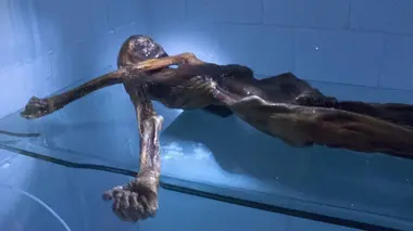 Mutilation de bétail et malédiction de la momie de glace