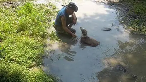 Call of the Wildman S01E10 La bête du Bayou