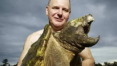 Un sanglier dans la ville
