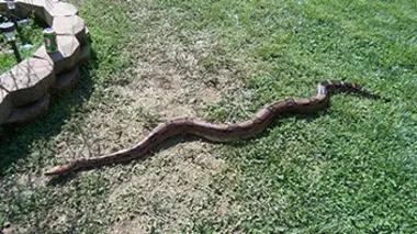 Serpents dans le grand bain