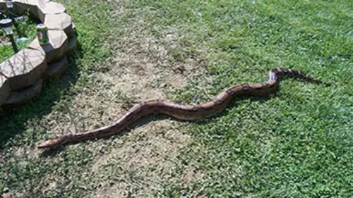 The Wildman Serpents dans le grand bain