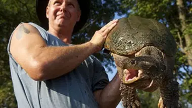 Les pigeons font de la résistance