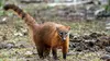 Thiago, le jeune coati