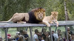 Thoiry : dans les coulisses d'un zoo pas comme les autres