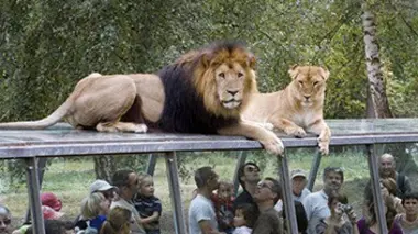 Thoiry : dans les coulisses d'un zoo pas comme les autres