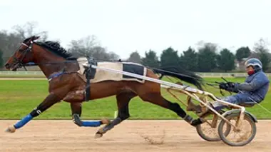 Tiego d'Etang, le trot d'union