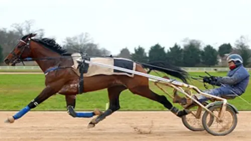 Tiego d'Etang, le trot d'union