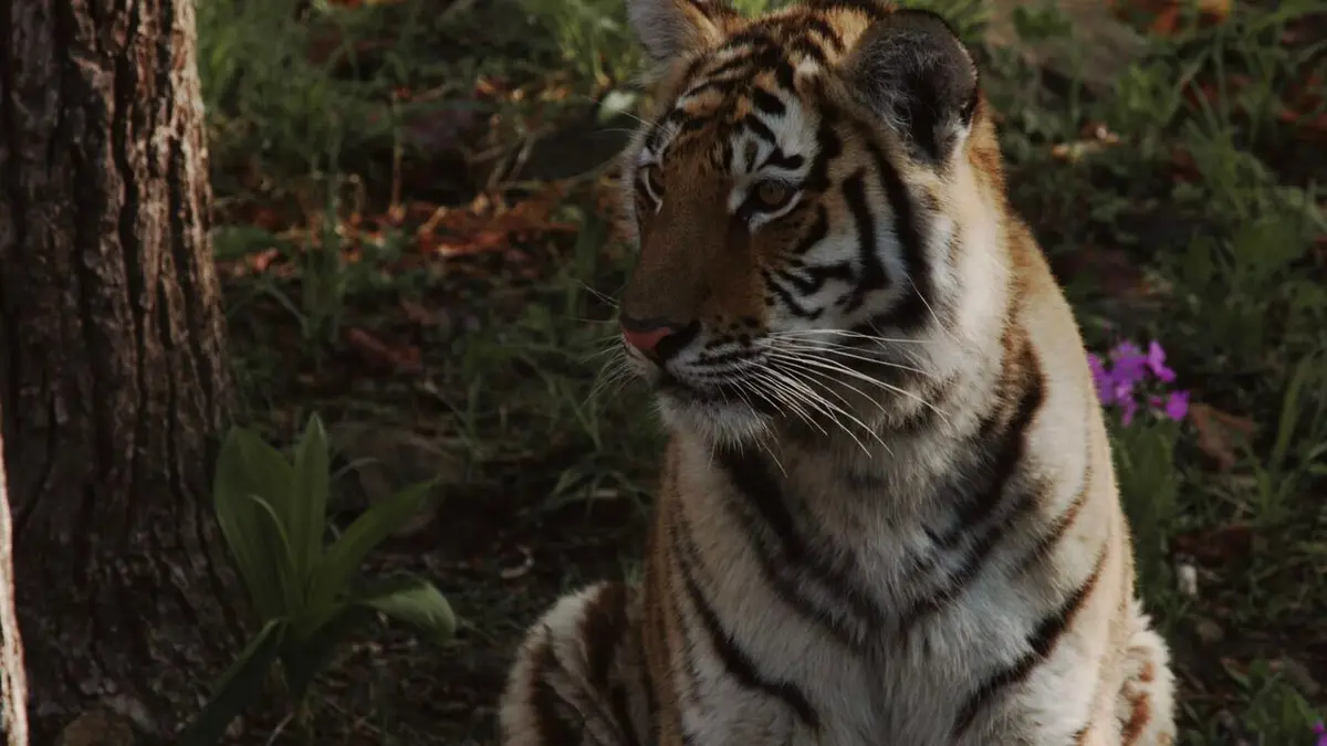 Tigre de Sibérie, seigneur sans frontières