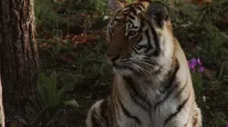 Tigre de Sibérie, seigneur sans frontières