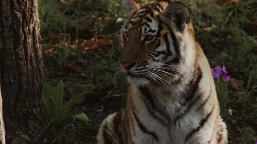 Tigre de Sibérie, seigneur sans frontières