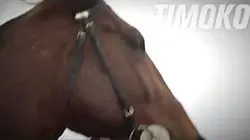 Visuel de Timoko, le haut Landais