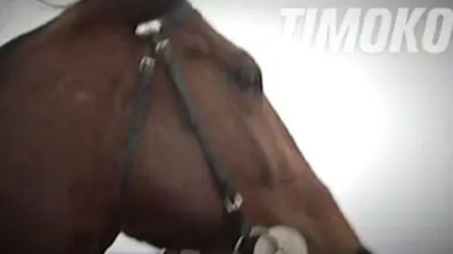 Timoko, le haut Landais