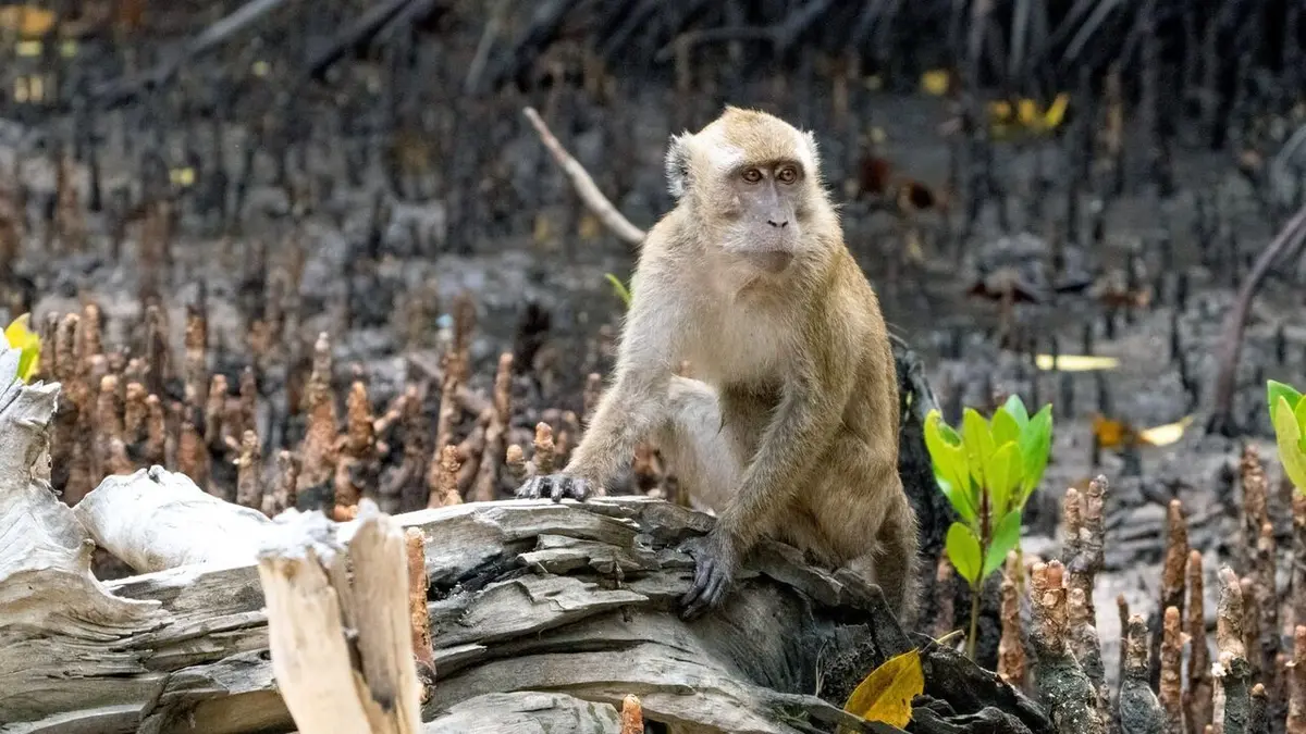 Timor oriental : Au pays des crocodiles