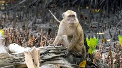 Timor oriental : Au pays des crocodiles