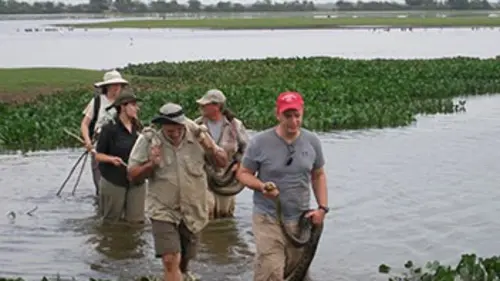 Titanoboa, le plus grand serpent du monde