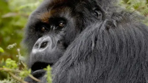 Titus roi des gorilles
