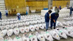 Tokyo, il était une fois le marché aux poissons