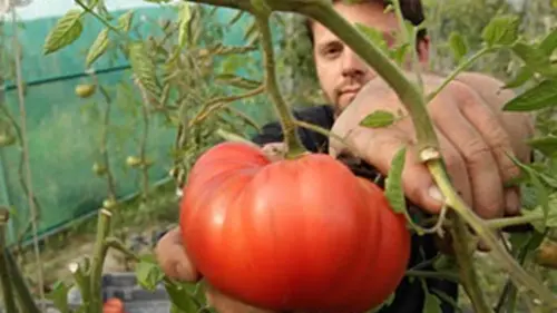 Tomate, à la recherche du goût perdu