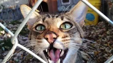 Burmese, chats tigrés et Husky