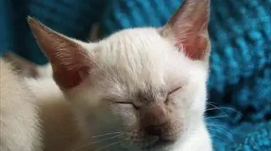 Siamois et british shorthair