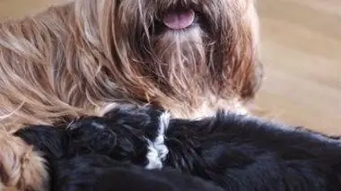 Spinones italiens et Carlins