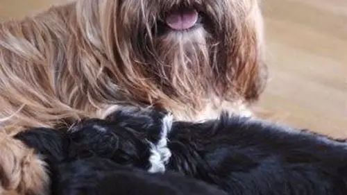 Too cute ! (Pinted sized) E05 Spinones italiens et Carlins