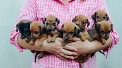Too Cute Carlins, Rottweilers et Mini bergers australiens
