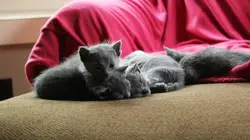 Too Cute Bleus russes, chats bicolores et ocicats