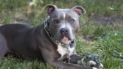 Too Cute Colleys, chiens chinois à crête, pitbulls